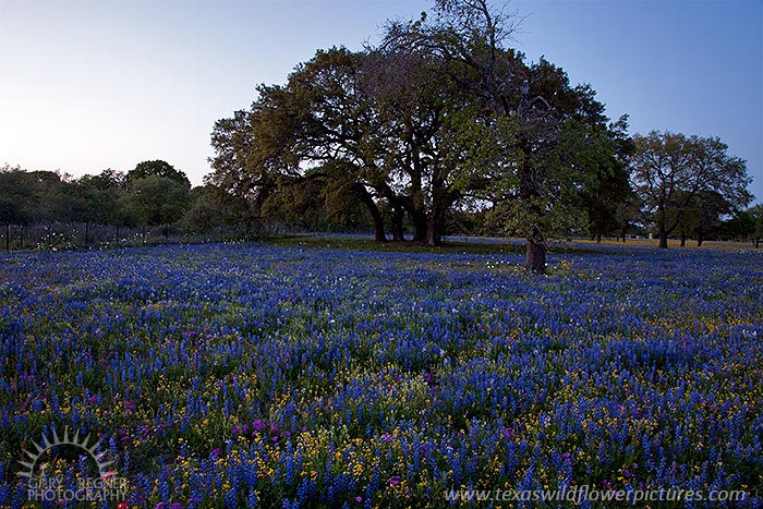Blue - Texas Wildflowers, Bluebonnets by Gary Regner