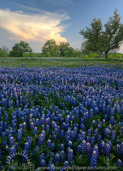Cerulean Jewels - Texas Wildflowers by Gary Regner