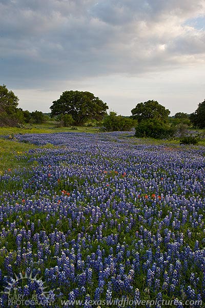 River of Blue - Texas Wildflowers by Gary Regner