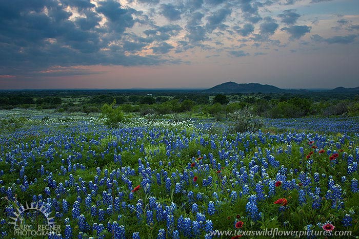 A Touch of Red - Texas Wildflowers by Gary Regner