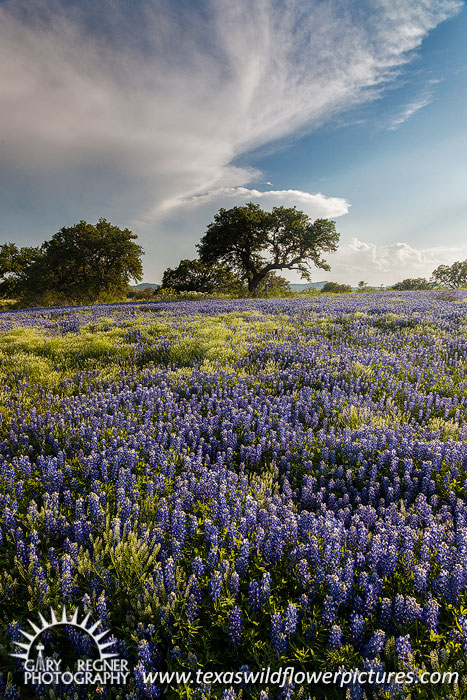 Cumulonimbus - Texas Wildflowers by Gary Regner