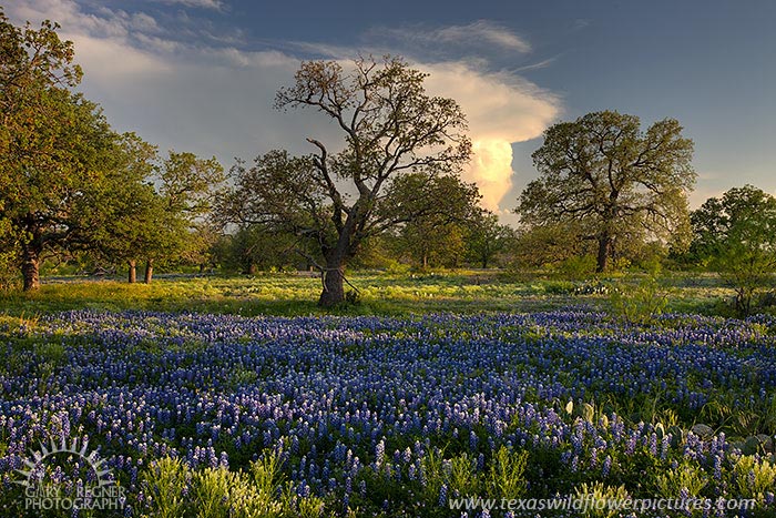 Golden Hour - Texas Wildflowers by Gary Regner