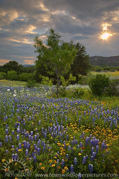 Breaking Through - Texas Wildflowers by Gary Regner