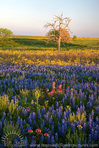 The Flowers of Floresville - Texas Wildflowers by Gary Regner