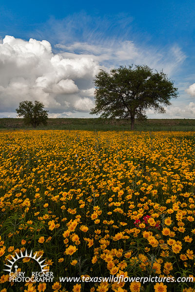 County Road - Texas Wildflowers, Coreopsis by Gary Regner