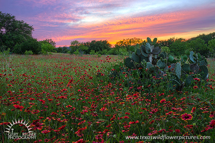 Crimson Sundown, Texas Wildflowers, Sunset