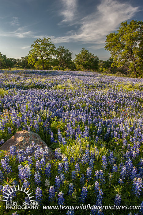 Llano County Wildflowers - Texas Wildflowers by Gary Regner