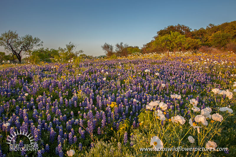 Loyal Valley - Texas Wildflowers, Bluebonnets and Poppies by Gary Regner