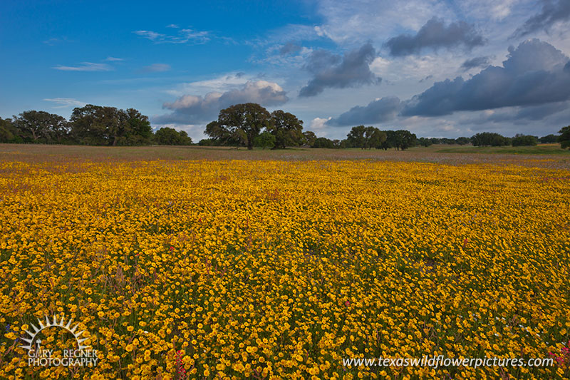 Golden Carpet - Texas Wildflowers, Crown Tickseed by Gary Regner