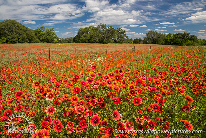 Firewheels - Texas Wildflowers Landscape, Indian Blankets, Hill Country, Llano County by Gary Regner
