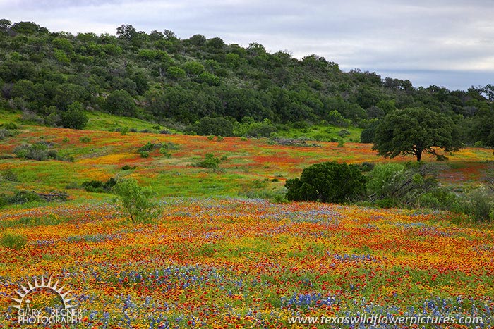 Painted Hills - Texas Wildflowers, Bluebonnets and Firewheels by Gary Regner