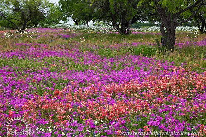 The Color of Spring - Texas Wildflowers, Phlox and Paintbrush by Gary Regner