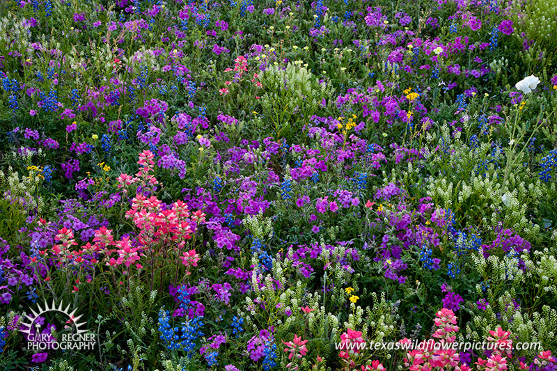 Springtime Bouquet - Texas Wildflowers, Paintbrush, Bluebonnets and Phlox by Gary Regner