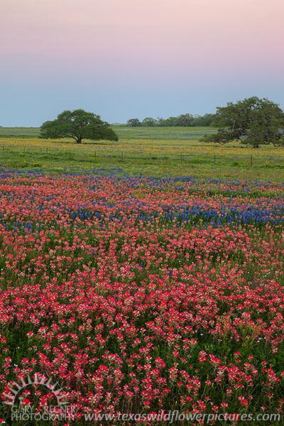 Nightfall - Texas Wildflowers by Gary Regner