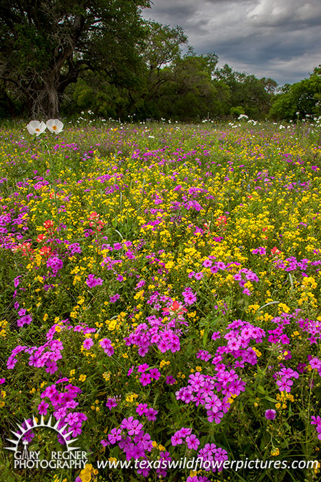 Wilson County Wildflowers - Texas Wildflowers by Gary Regner
