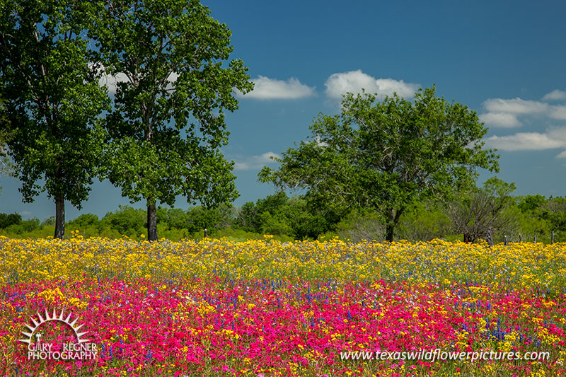 Flamboyant - Texas Wildflowers by Gary Regner
