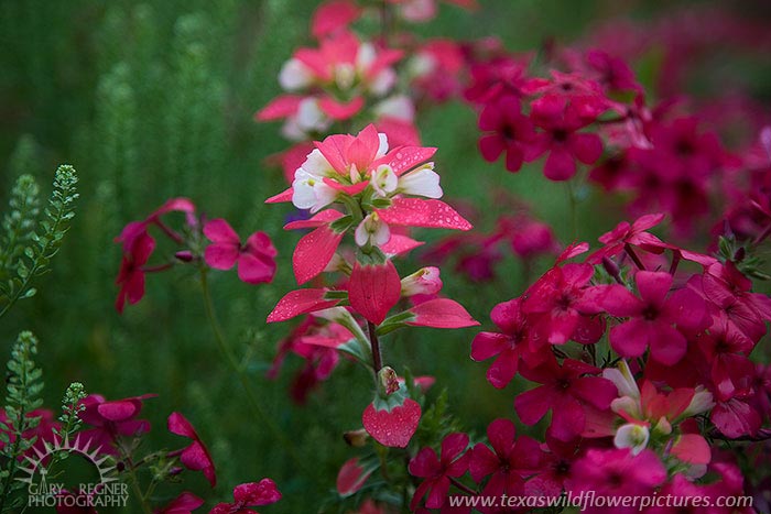 Paintbrush and Phlox - Texas Wildflowers by Gary Regner