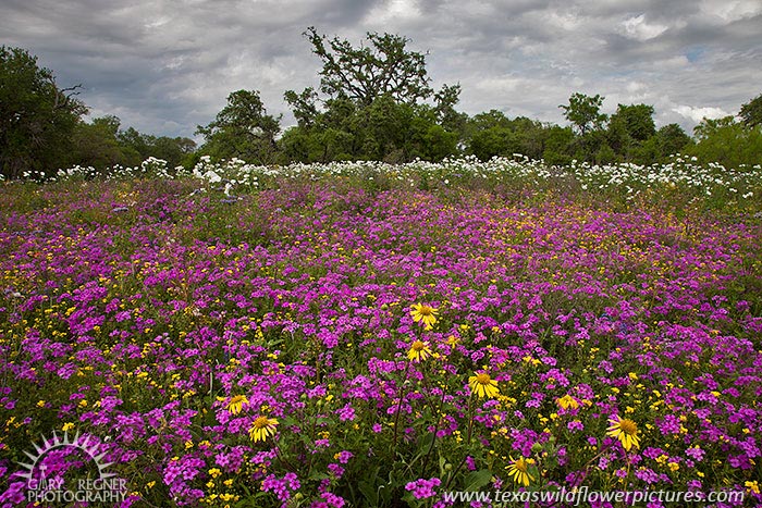 Suddenly It's Spring - Texas Wildflowers by Gary Regner