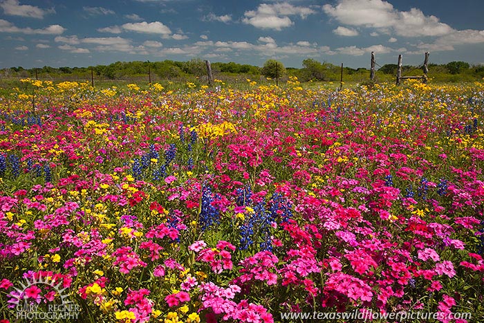 Wildflower Fiesta - Texas Wildflowers by Gary Regner