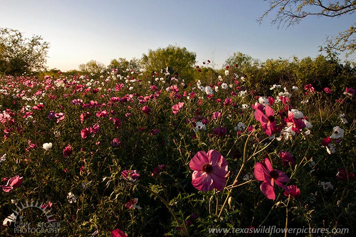 Rost Poppies - Texas Wildflowers by Gary Regner
