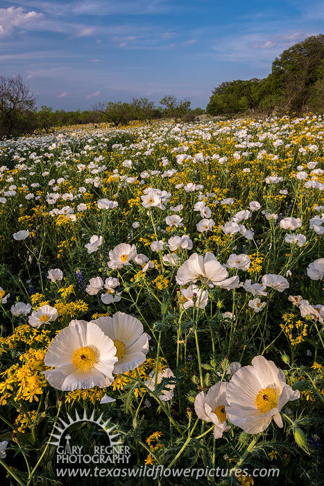 Poppy Field - Texas Wildflowers Landscape by Gary Regner