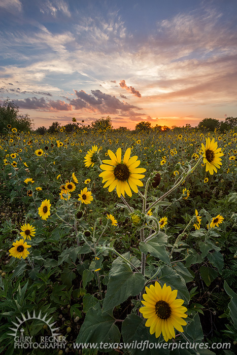 Tournesols, Texas Wildflowers, Sunset
