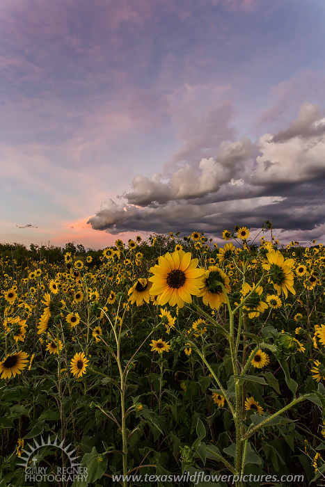 Fleur du Soleil, Texas Wildflowers at Sunset