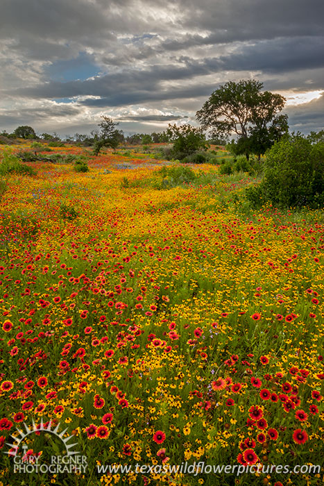 Red and Gold - Texas Wildflowers, Bitterweed and Firewheels by Gary Regner