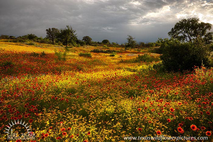 A Break in the Clouds - Texas Wildflowers at Sunrise by Gary Regner
