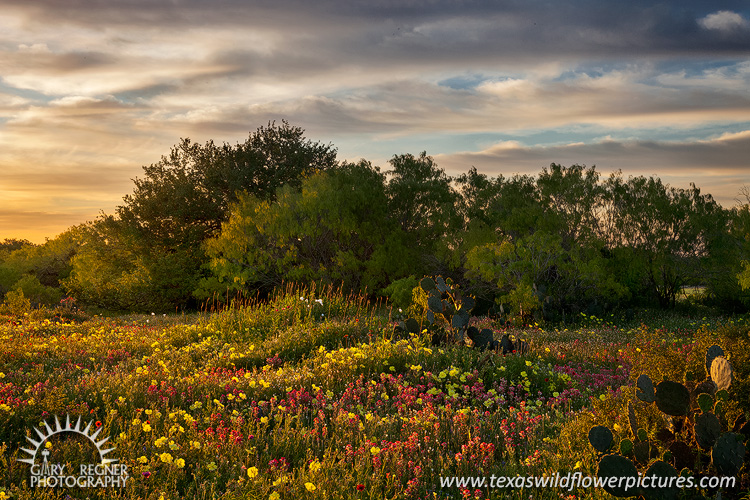 First Light - Texas Wildflowers Sunrise by Gary Regner