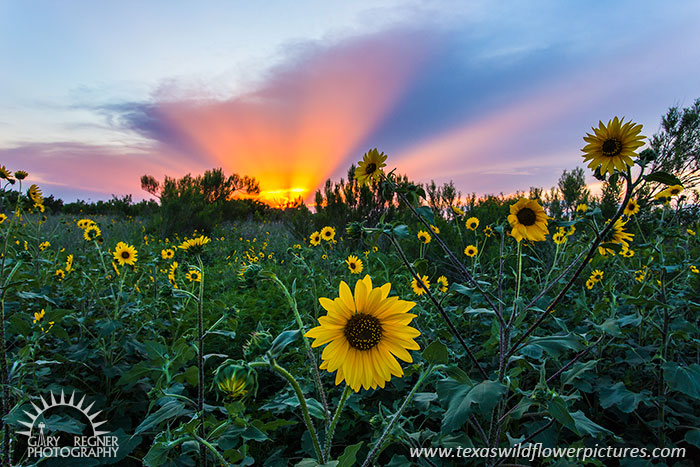 Sunflower Sunburst, Texas Wildflowers