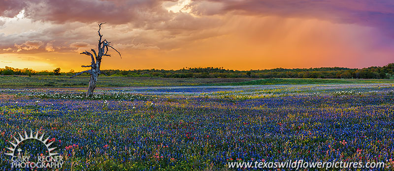 Wildflower Shower - Texas Wildflowers by Gary Regner