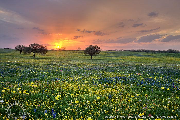 Spring Medley - Texas Wildflowers by Gary Regner