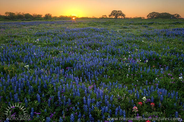 Le sacre du printemps - Texas Wildflowers by Gary Regner