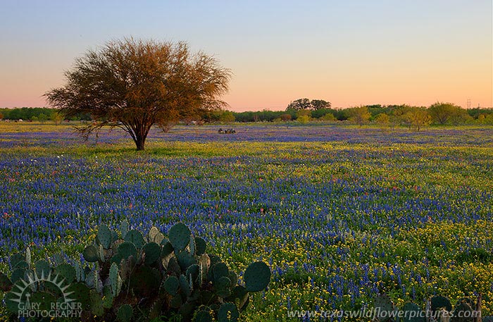 Huisache Wildflower Meadow - Texas Wildflowers by Gary Regner