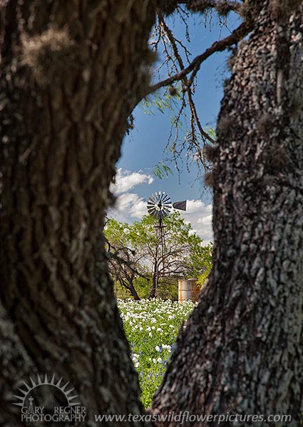 Window - Texas Wildflowers by Gary Regner