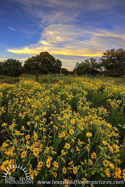 Engelmann's Daisies, Sunset, Llano County