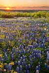 A Perfect Day - Texas Wildflowers Sunset Landscape by Gary Regner