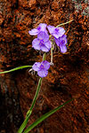 Spiderwort - Texas Wildflowers by Gary Regner