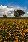 Crown Tickseed - Texas Wildflowers Landscape by Gary Regner
