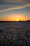 Verbena Twilight - Texas Wildflowers Verbena Sunset Landscape by Gary Regner