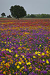 Confetti - Texas Wildflowers Landscape by Gary Regner