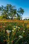 Milfoil - Texas Wildflower Landscape, Firewheels and Lazy Daisies by Gary Regner