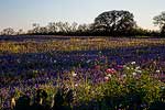 Spring on the Texas Prairie - Texas Wildflowers Sunset Landscape, Bluebonnets by Gary Regner