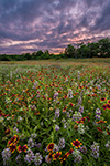 The Right Light - Texas Wildflowers Sunset Landscape, Horsemint and Firewheels by Gary Regner