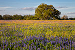 Springtime Prime - Texas Wildflowers, Bluebonnets Sunrise by Gary Regner