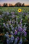 Alone in a Crowd - Texas Wildflowers, Purple Horsemint and Sunflowers by Gary Regner