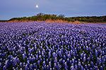 Edge of Darkness - Texas Wildflowers, Bluebonnets Sunrise by Gary Regner