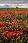 Year of the Paintbrush - Texas Wildflowers, Paintbrush Landscape by Gary Regner