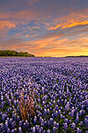 All Alone - Texas Wildflowers, Bluebonnets Sunrise by Gary Regner